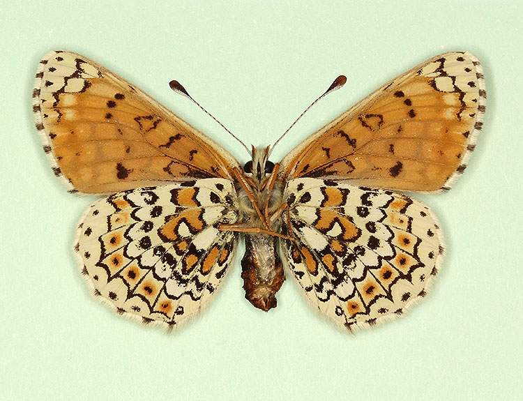 Melitaea cinxia female (aberrant form jubilaris, verso) (Internet Image property of respective owner, non-commercial use only)